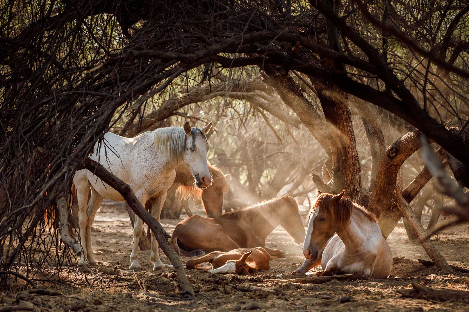 Horses: Portraits & Stories by Shelley Paulson