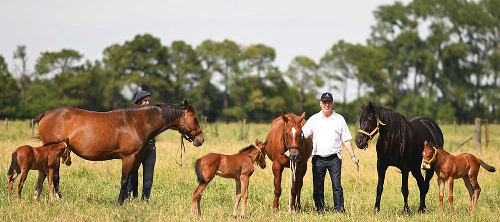 Three of the five genetically edited clones of the Heguys’ Polo Pureza
