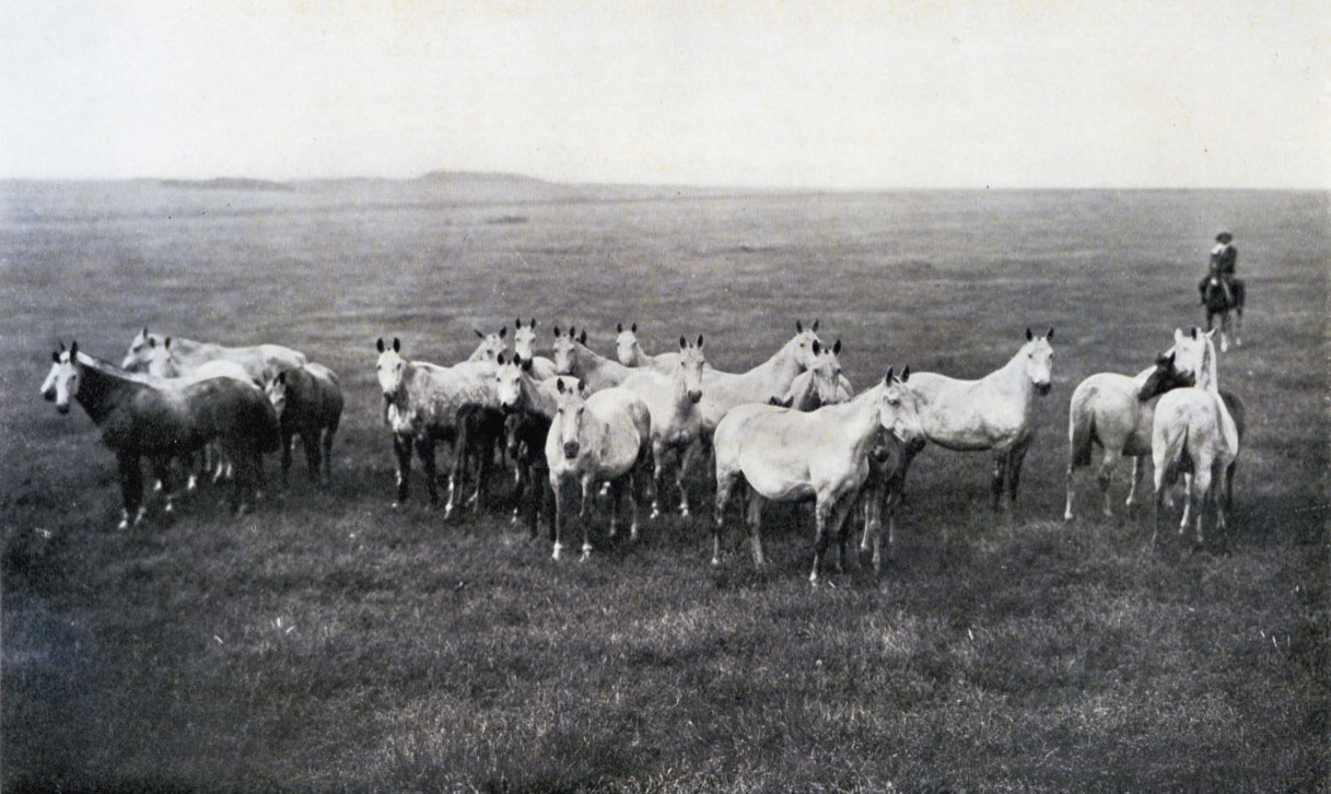 A group of gray broodmares at Chapadmalal. Photo courtesy of Polo Magazine