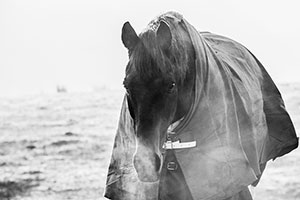 Equine Info  Exchange