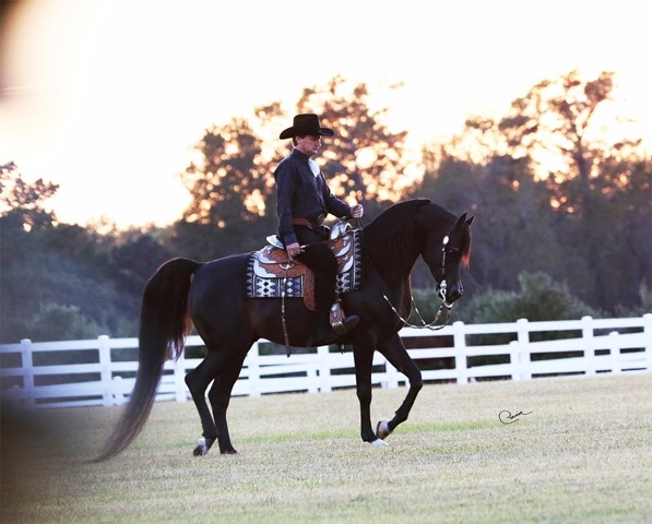 PA Kid Khan with Rob Bick, photo courtesy of RBC Show Horses 