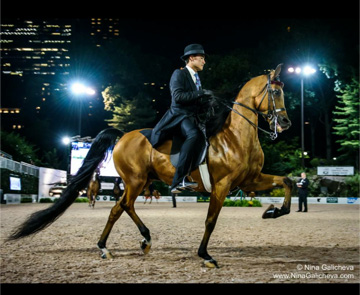 CP Manifesto, Silver Champion Arabian Country Pleasure Pro/Am with pro Joshua Shino, photo courtesy of Joshua Shino