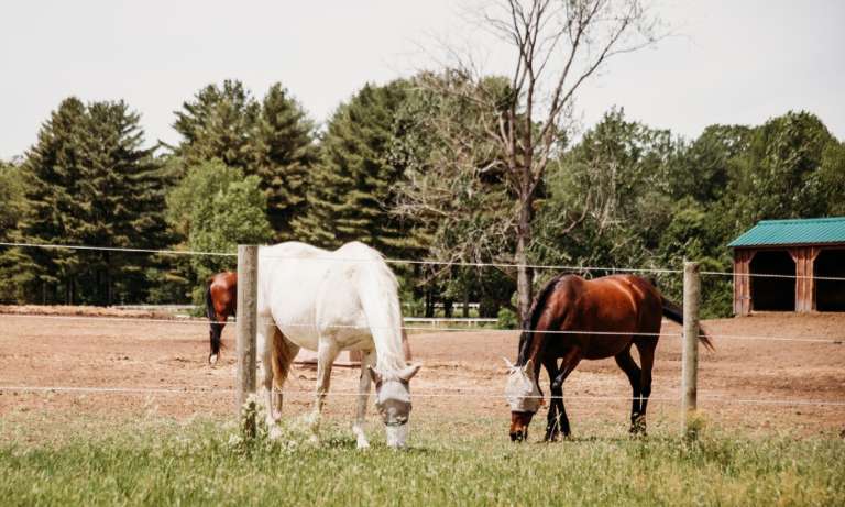 In addition to its own therapy fleet, THS boards the Saratoga Springs Police Department’s three horses. (photo courtesy of Dori Fitzpatrick)