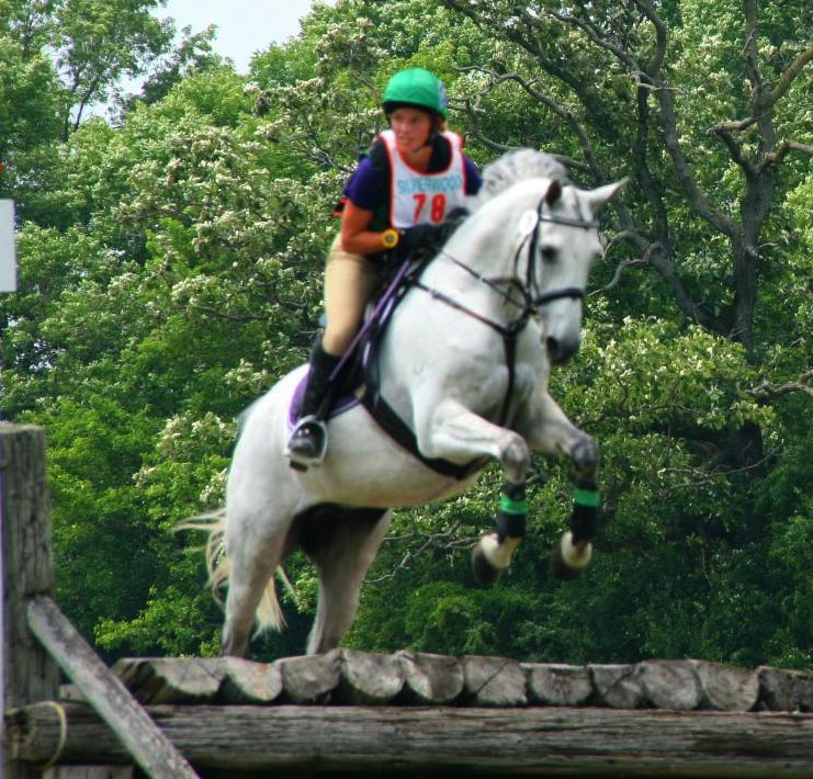 Shagya-Arabian: Eventing