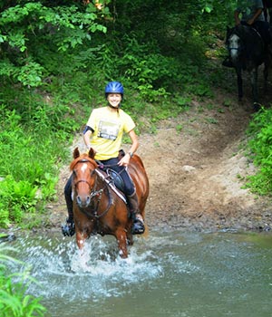 Shagya-Arabian: Pleasure Riding