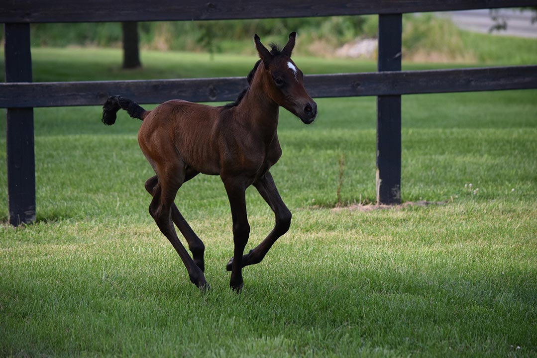 Shagya-Arabian: Colt