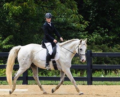 Shagya-Arabian: Dressage