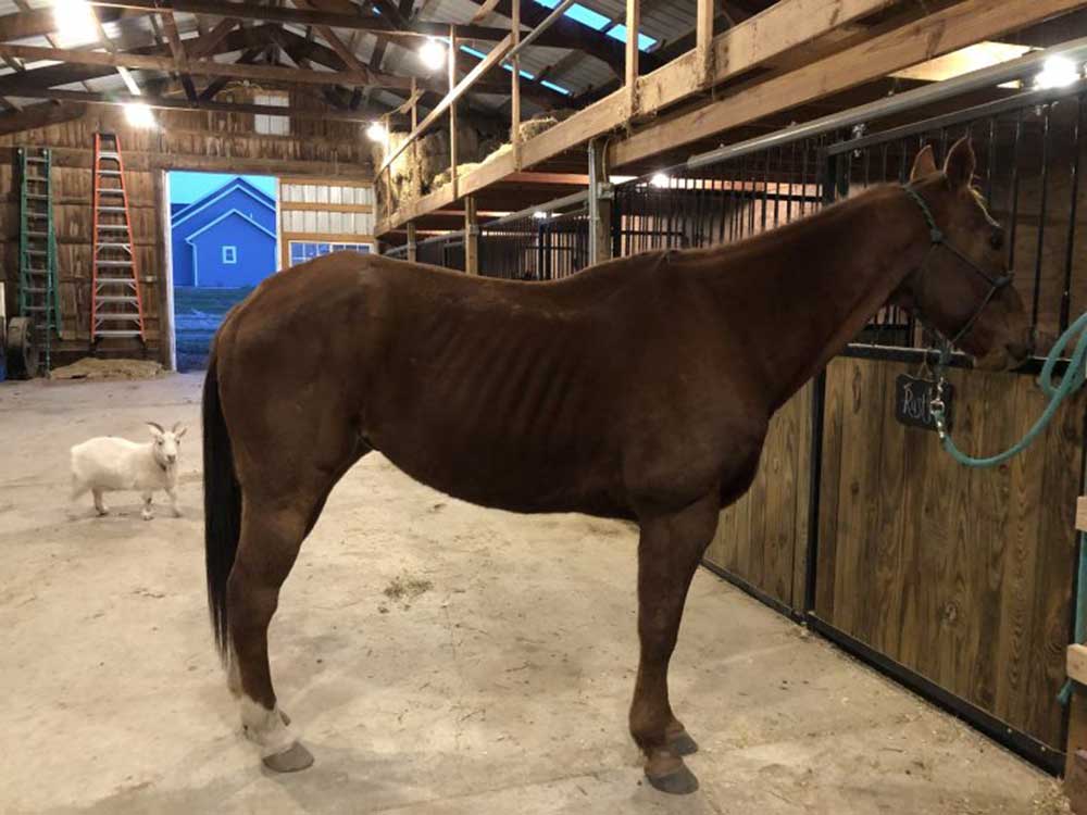 Rusty, pictured a few months after his kill pen ordeal, is regaining weight but Palmer said he still has a ways to go