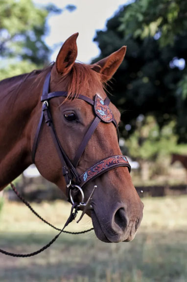 Leatherwork by South African leathercraft artist Arran Wood (Photo courtesy of Shop Talk Magazine)