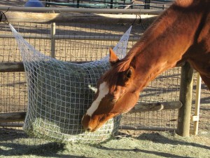 2-String Extended Day Small Net: 