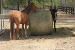 Freedom Feeder - Round Bale Net