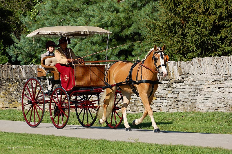 This custom show harness was built by Smucker Harness Co., a third generation business in Churchtown, Penn. 