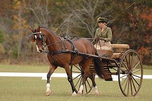 The Super Deluxe style carriage driving harness, handcrafted by Smucker Harness, is built with hand-stitched keepers and detailed workmanship.