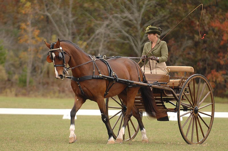 The Super Deluxe style carriage driving harness, handcrafted by Smucker Harness, is built with hand-stitched keepers and detailed workmanship.