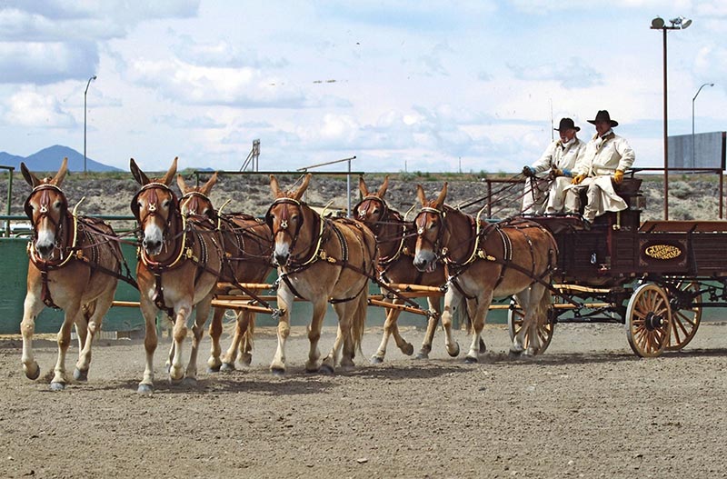 Harness for a six-mule hitch, built by Smucker Harness of Churchtown, Penn.