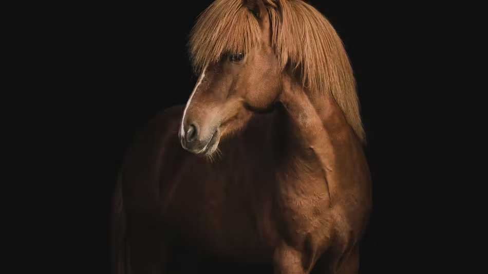 Photos courtesy of the Horses of Iceland