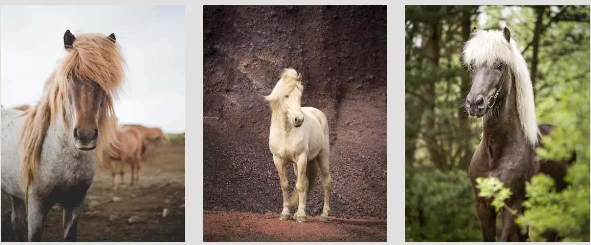 A red roan horse, a palomino horse and a silver dapple horse. Photos by Gunnar Freyr, Christiane Slawik and Liga Liepina.