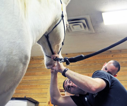  Old Guard Caisson Platoon welcomes new horse, courtesy of army.mil