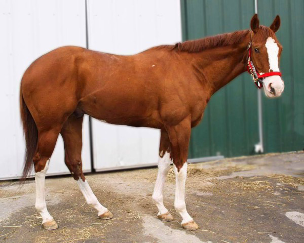 Forest Meadow, Thoroughbred stallion with undiscovered White series genotype, photo courtesy of Shelley Sampson in Ontario, Canada