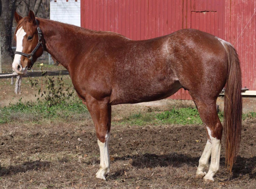 Boppem Shadow AKA Turkey, registered Sabino (SB1) Quarter Horse gelding, photo courtesy of Amy Brochu