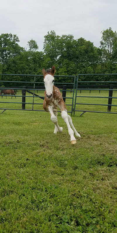 Photo courtesy of Susan McKibbin Rose of Emerald Star Equine Services