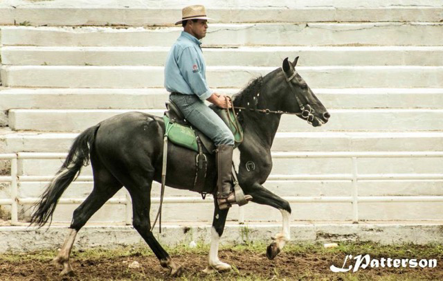  Smooth riding gaited tobiano, photo courtesy of Laura Patterson Rosa 