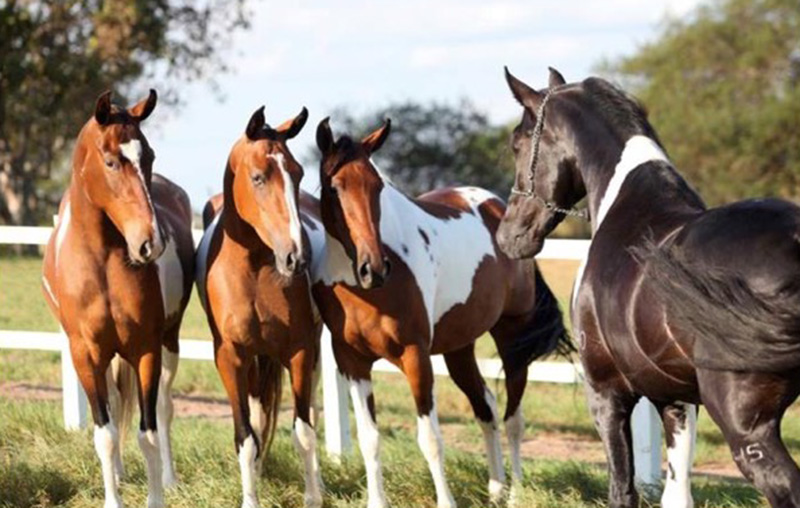 Three bay tobiano mares and black stallion, courtesy of Alexandre Gonçalves-Haras Guariroba