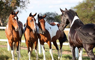 Three bay tobiano mares and black stallion, courtesy of Alexandre Gonçalves-Haras Guariroba