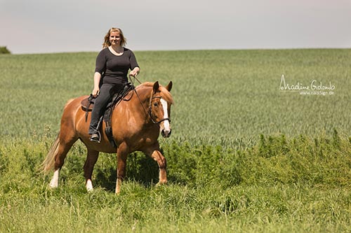 Treeless Saddles from BarefootSaddlesUSA.com