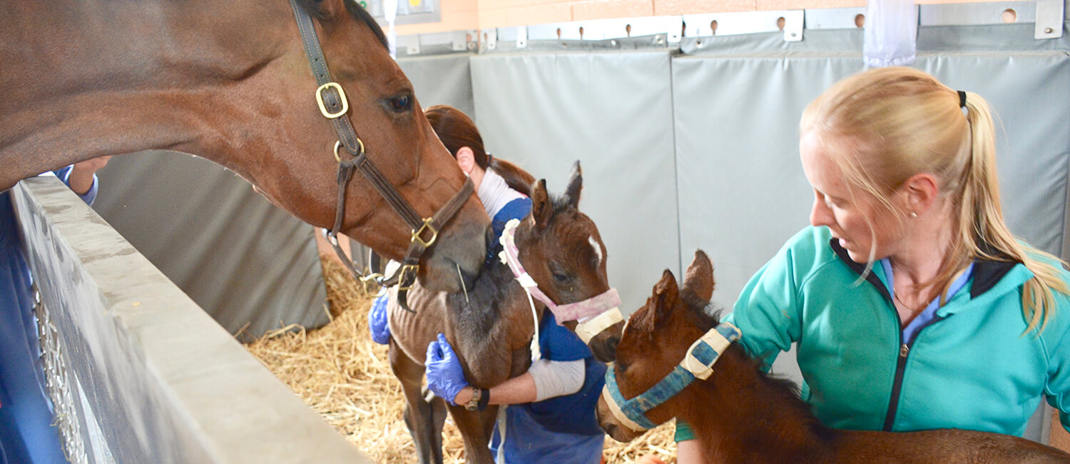 Treasure, Chersih, and Cache with Dr. Michelle Linton in the NICU.