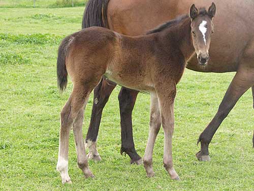 Nutrition for the Pregnant Mare (courtesy of Uckele Nutrition)