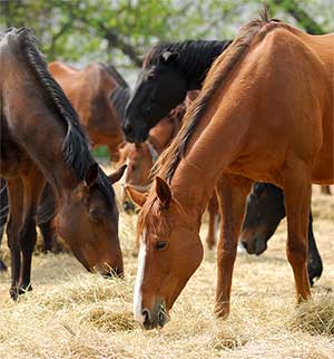 Equine Info Exchange