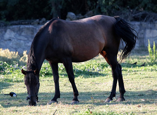 Equine Info Exchange