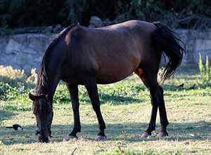 Equine Info Exchange