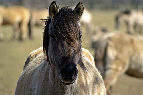 Equine Info Exchange