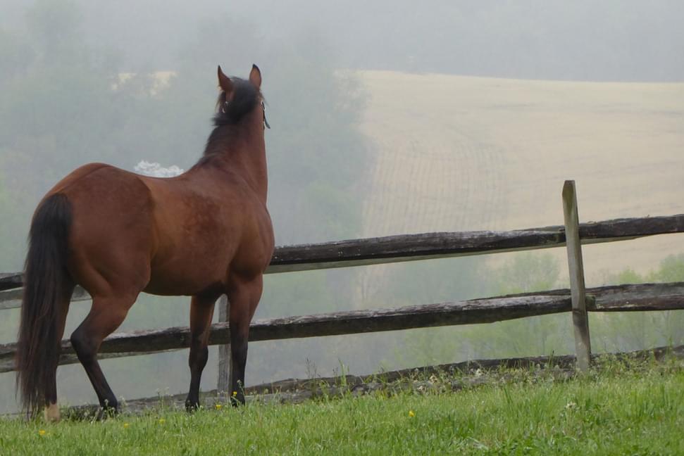 Thoroughly check fences, gates and stalls before you leave on vacation. (Credit: Michelle Nedved for 2017 AQHA Calendar Contest)