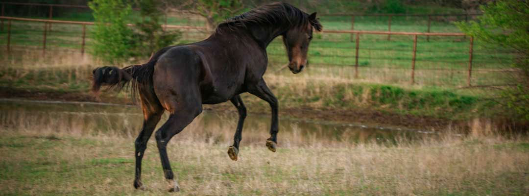 Photos courtesy of Valley Vet (Ashley Masopust Photography)