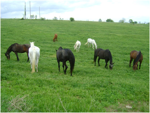 The ladies and gelding Elmhurst together in a pasture at Our Mims Retirement Haven.