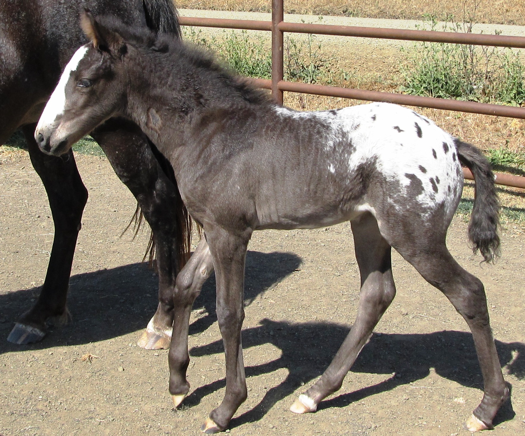 Merry is a Walkaloosa Dam, now two years old. Black with white spotted blanket. 