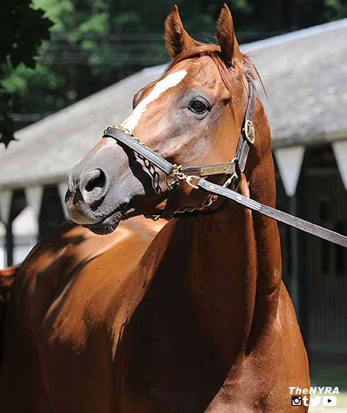 Wise Dan - Photo courtesy of NYRA