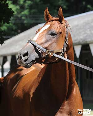 Wise Dan - Photo courtesy of NYRA