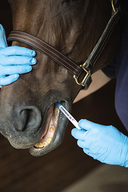 Photo Courtesy of Zoetis - Dormosedan Gel® (detomidine hydrochloride) administered from a single-dose syringe under the tongue