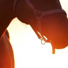 Good Reasons Not to Brave the Weather When It Comes to Horse Care