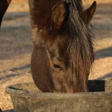FAQ: Is Your Horse Choking?