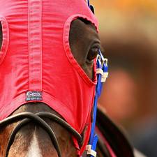 The 4 things you must know about horse racing before betting on it