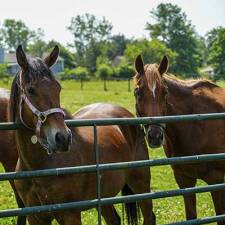 Horse Miscarriages Offer Clues to Causes of Early Human Pregnancy Loss - Cornell Veterinary Medicine