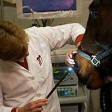 Stem Cells Under Investigation as a Possible Future Treatment for Equine Asthma 