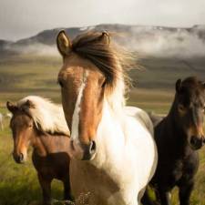 Facts About Horses That You Didn’t Know