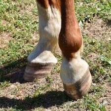 Published: Canagliflozin for Control of Refractory Equine Hyperinsulinemia and Laminitis