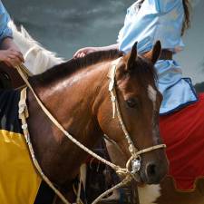 Education - Equine Health